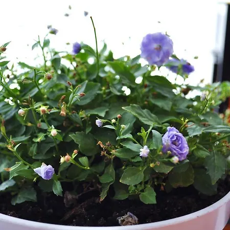 Happy House بيت شباب بوزنان