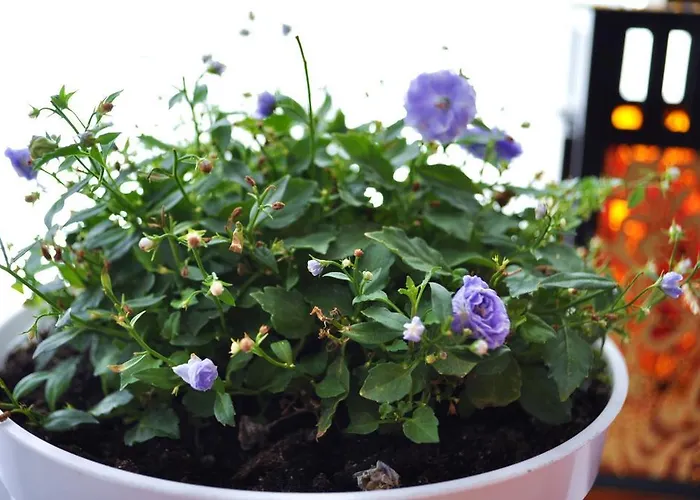 Happy House بيت شباب بوزنان